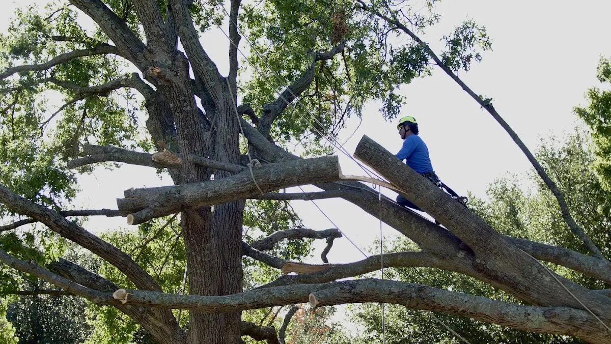 Professional Crown Thinning performed by certified arborists in Eolia