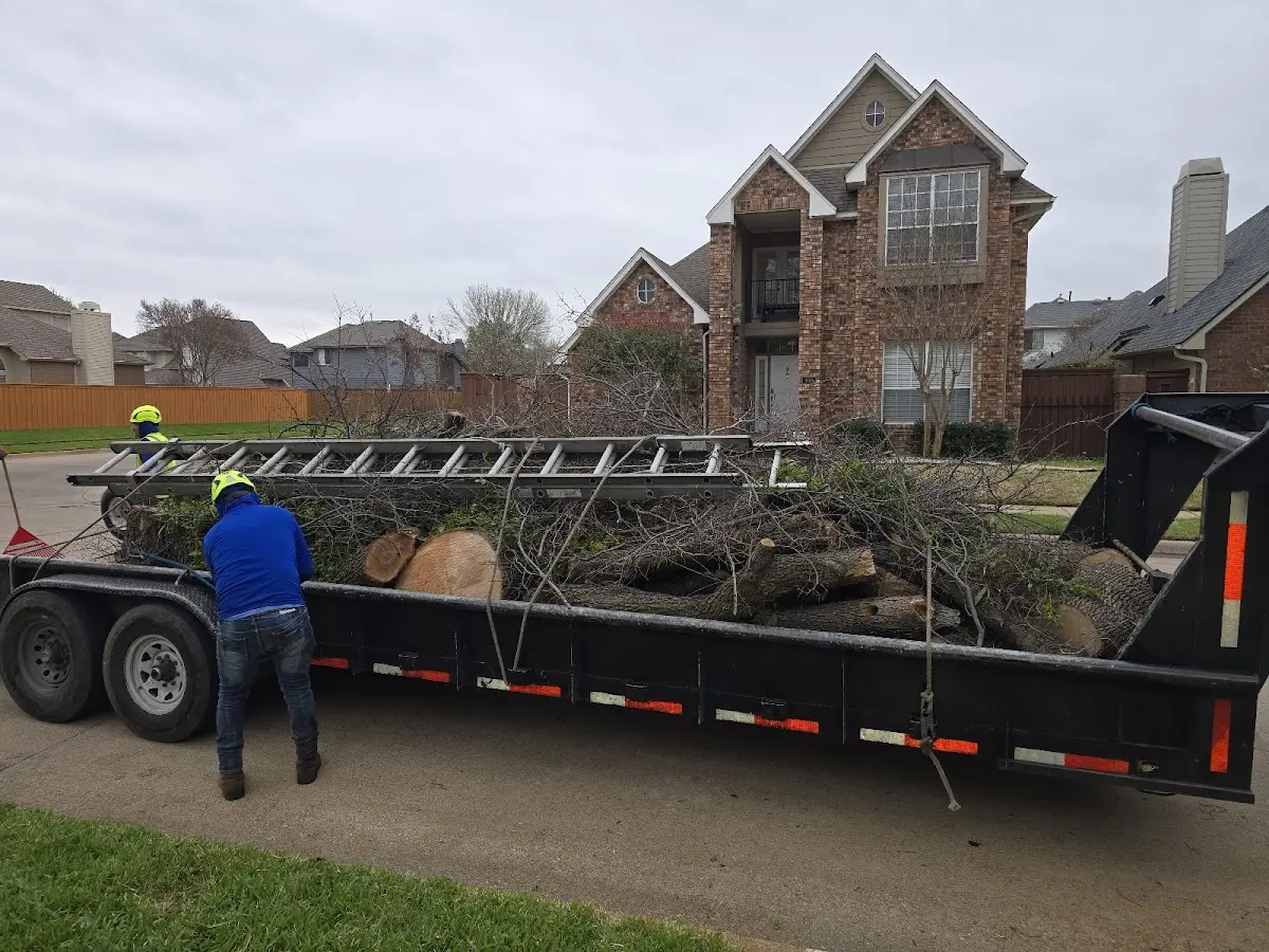 Expert Tree Pest Control with proper safety equipment in Eolia